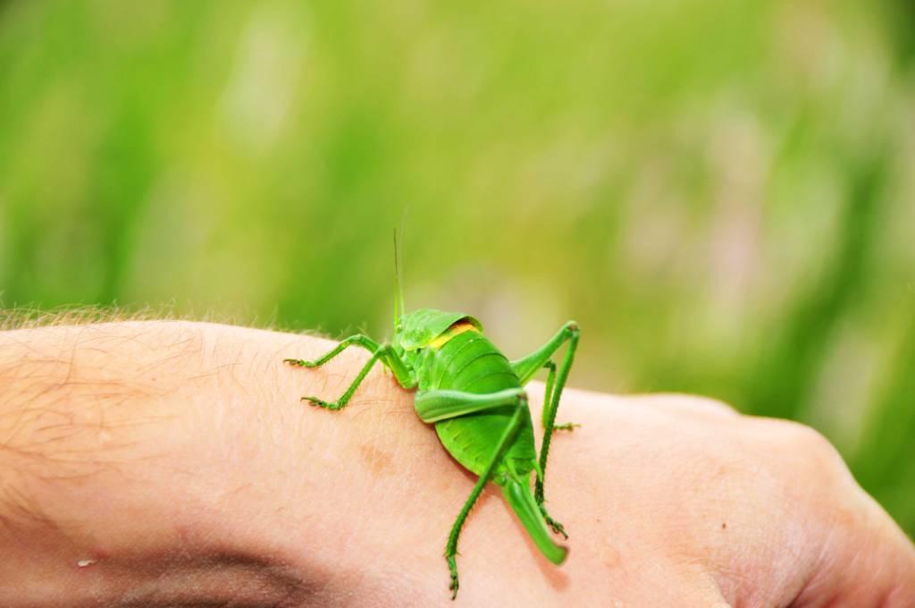 Domenica erpeto-entomologica